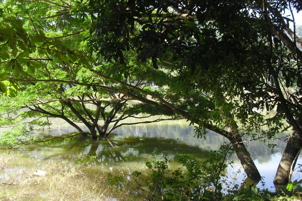 River Side Homestay Apartment Kandy Chambre photo